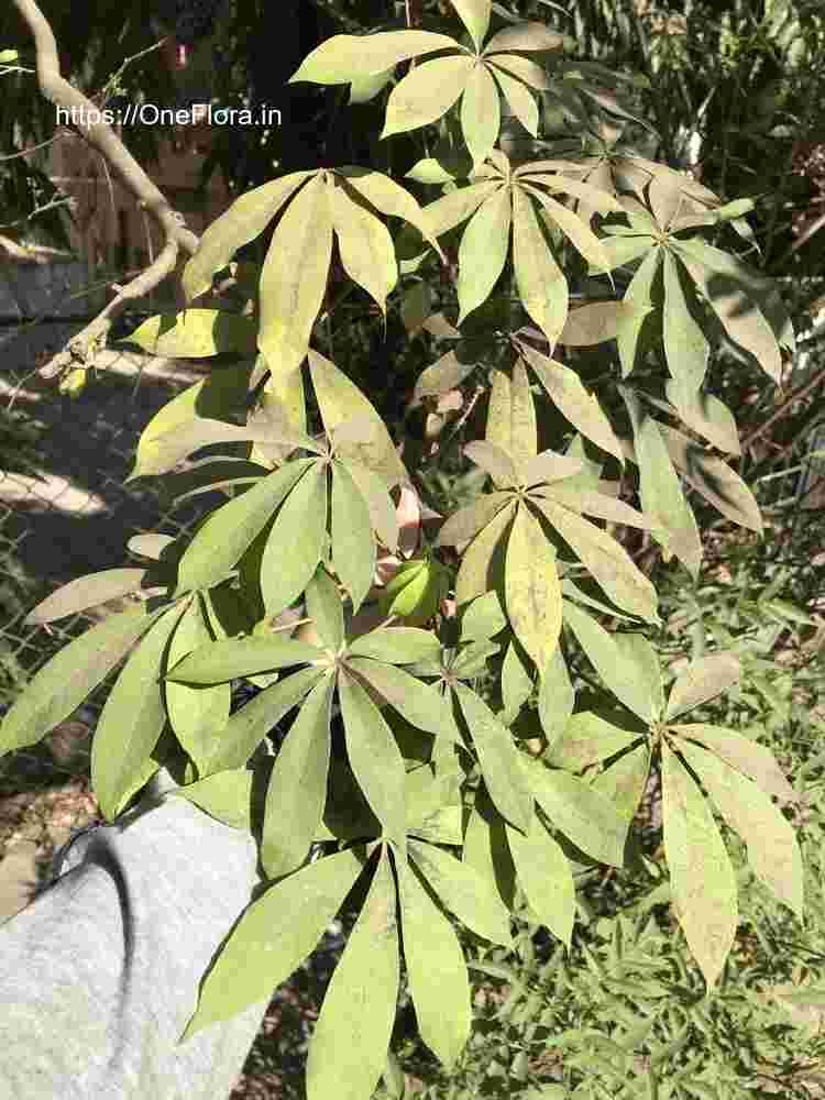 Ceiba pentandra