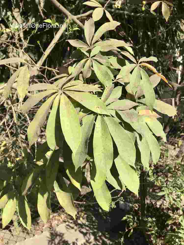 Ceiba pentandra