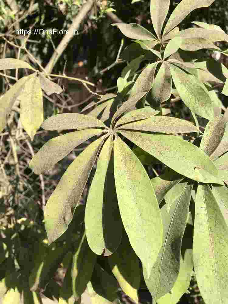 Ceiba pentandra