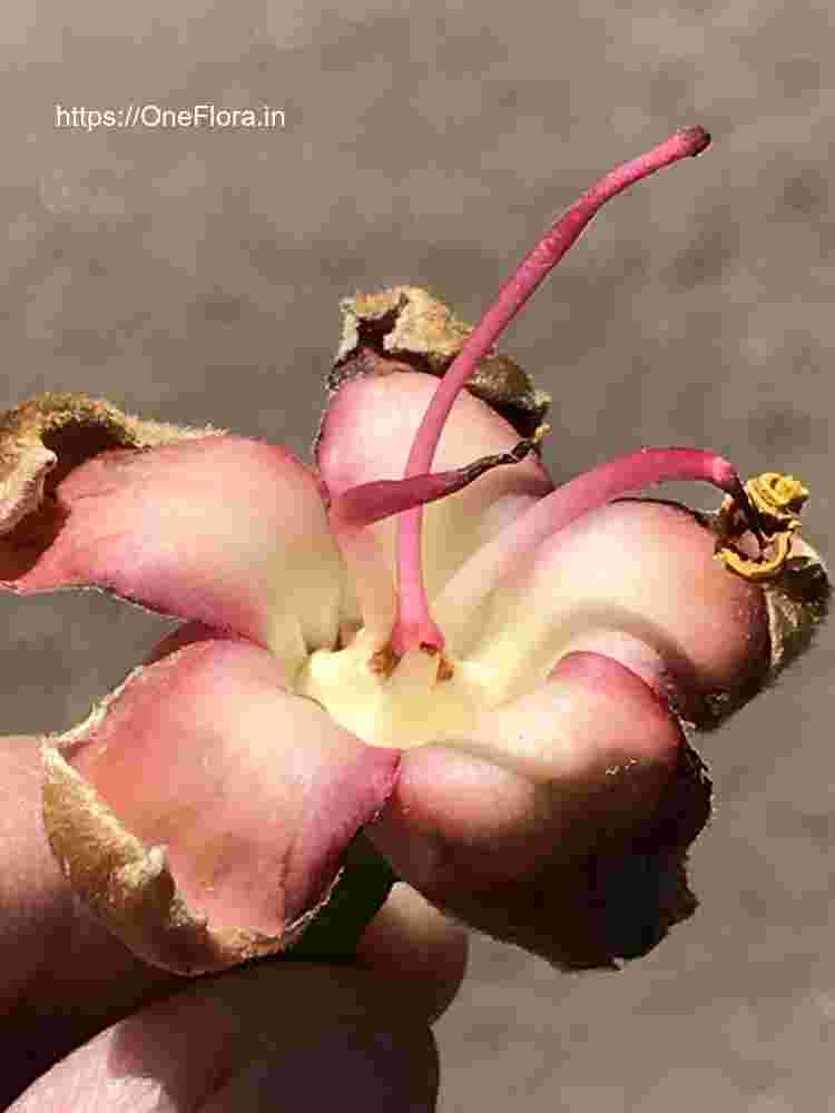 Ceiba pentandra