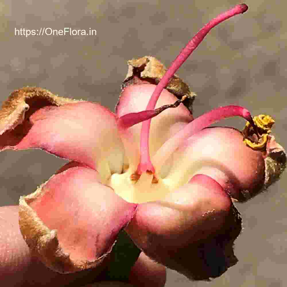 Ceiba pentandra