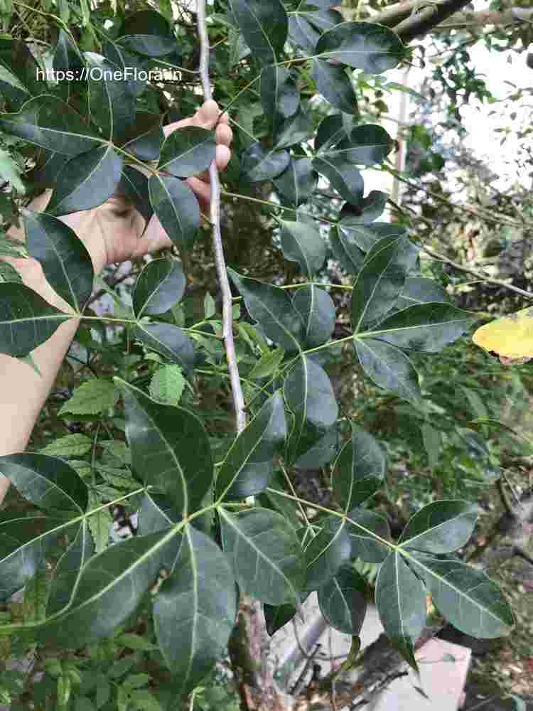 Commiphora caudata