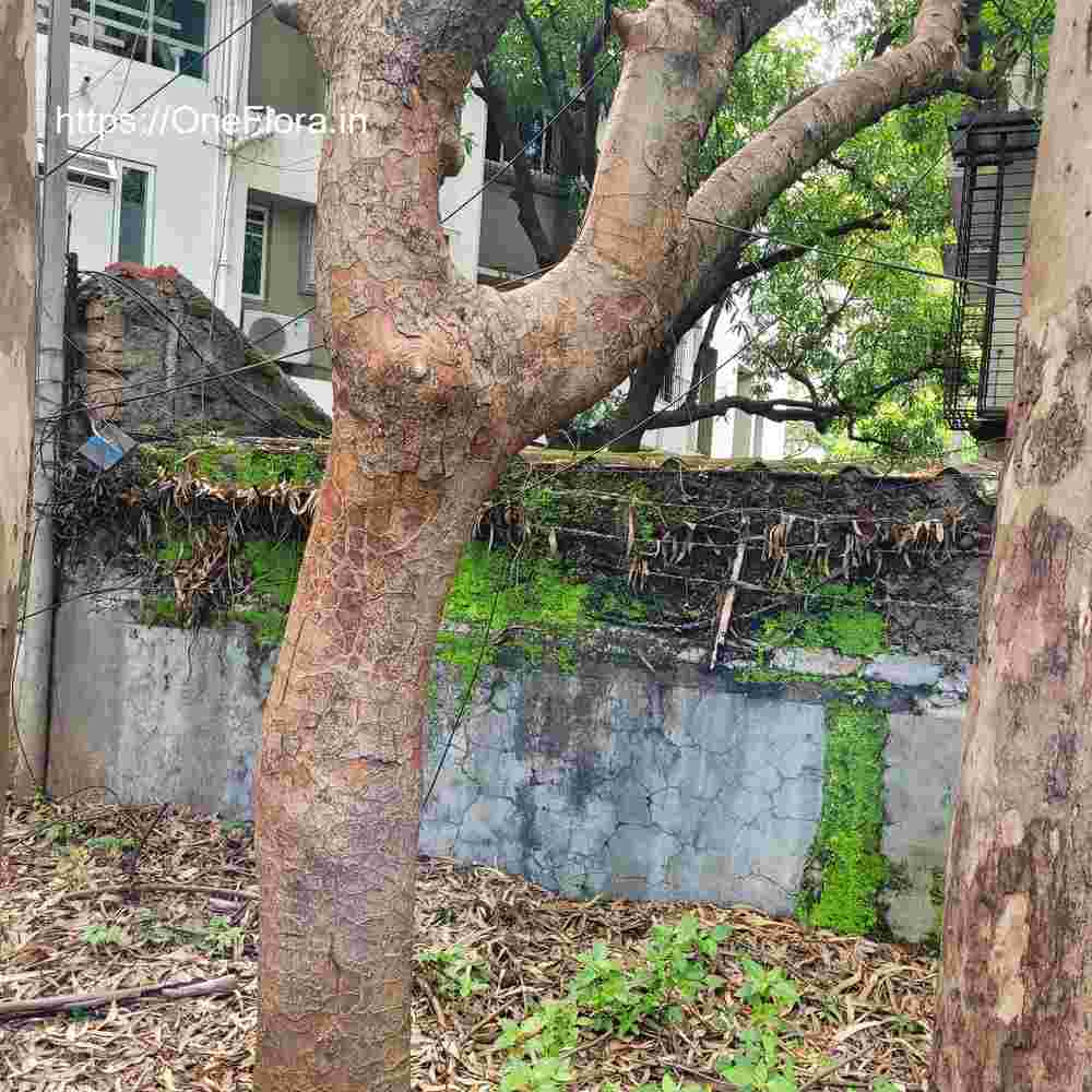 Commiphora caudata