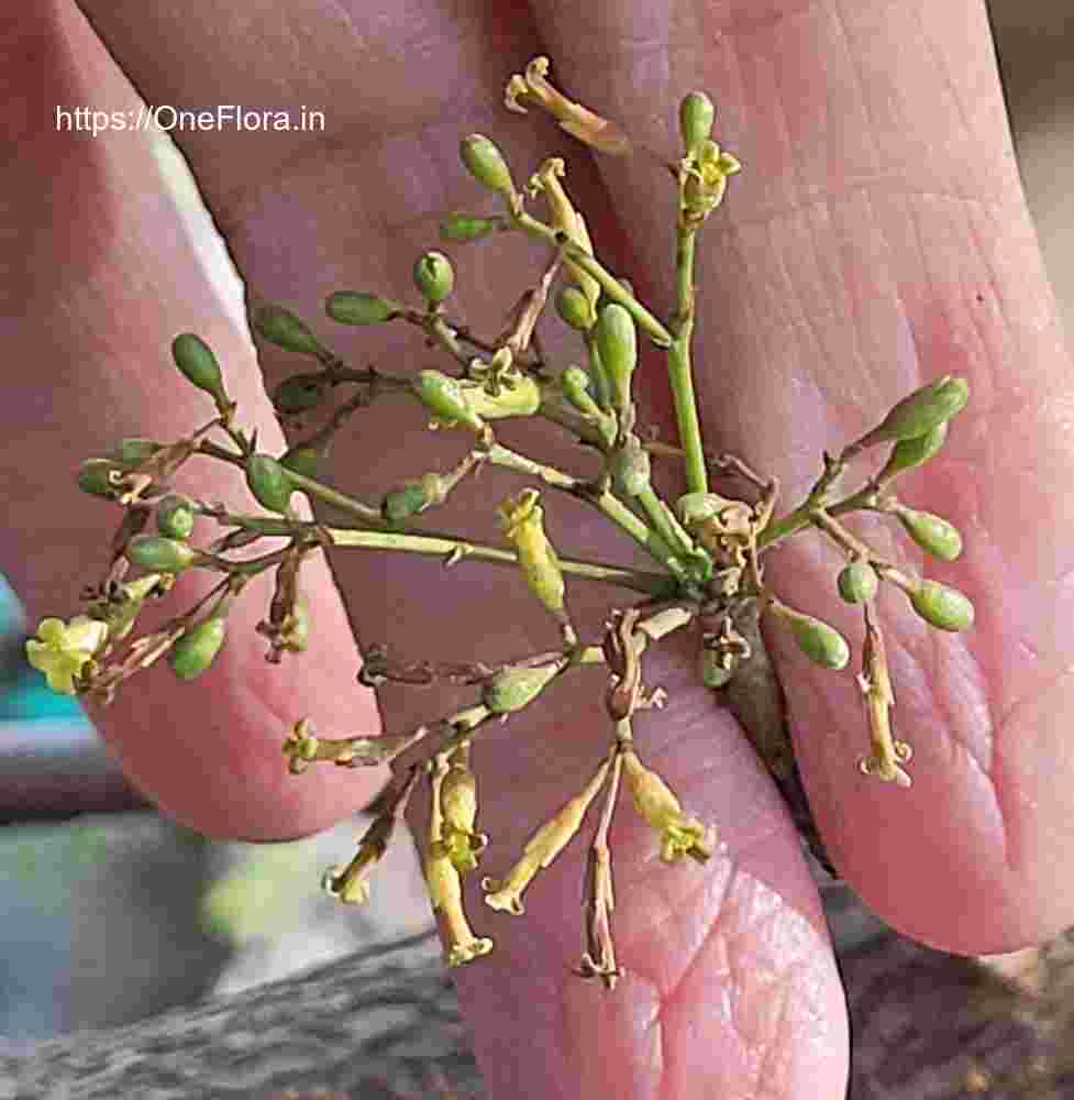 Commiphora caudata