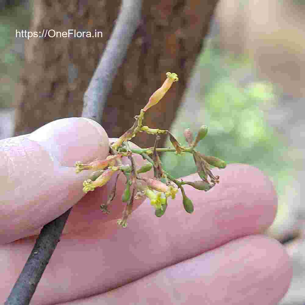 Commiphora caudata