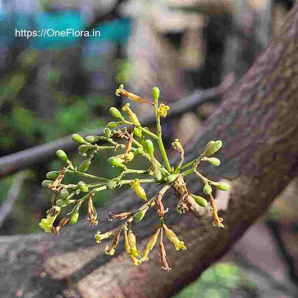 Commiphora caudata