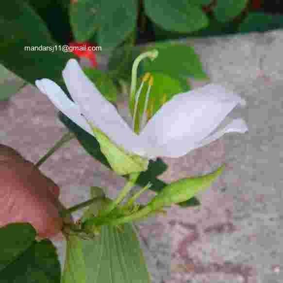 Bauhinia acuminata