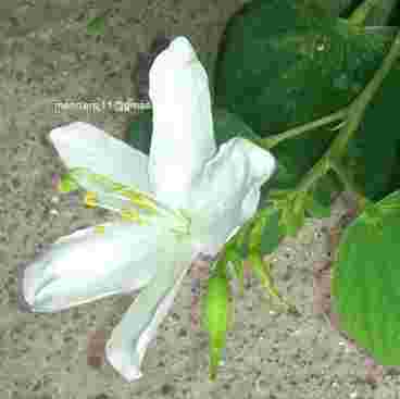 Bauhinia acuminata