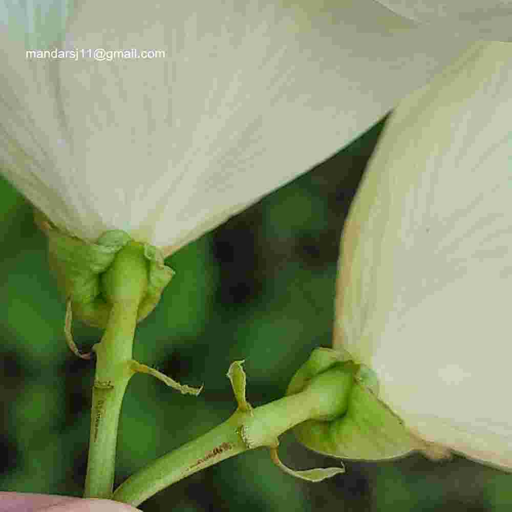 Bauhinia acuminata