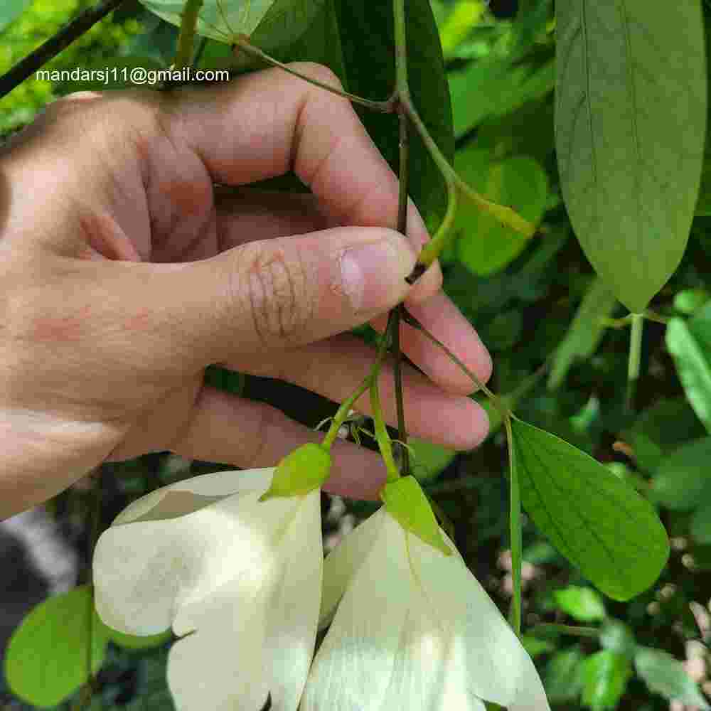 Bauhinia acuminata