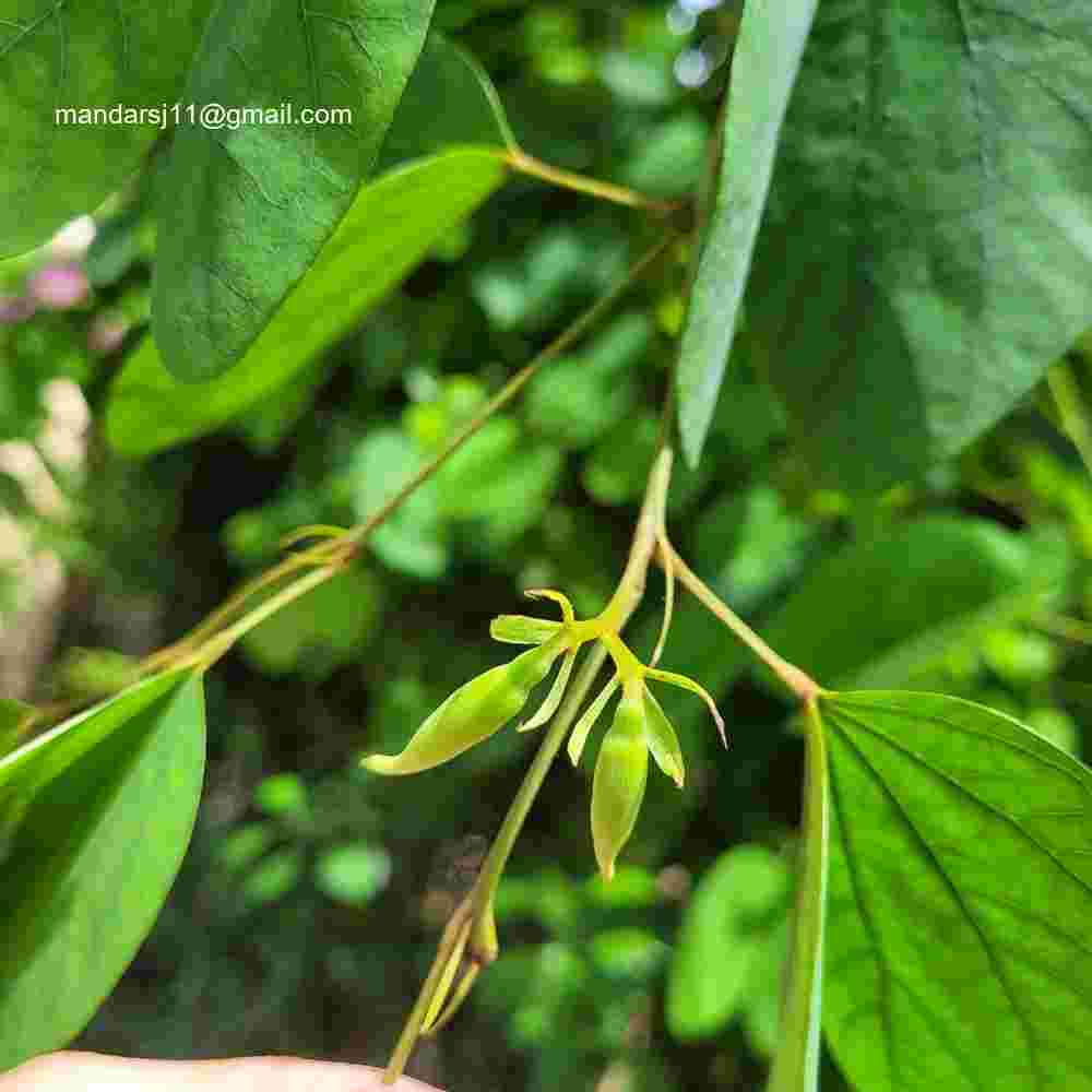 Bauhinia acuminata