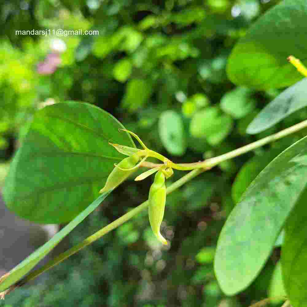 Bauhinia acuminata