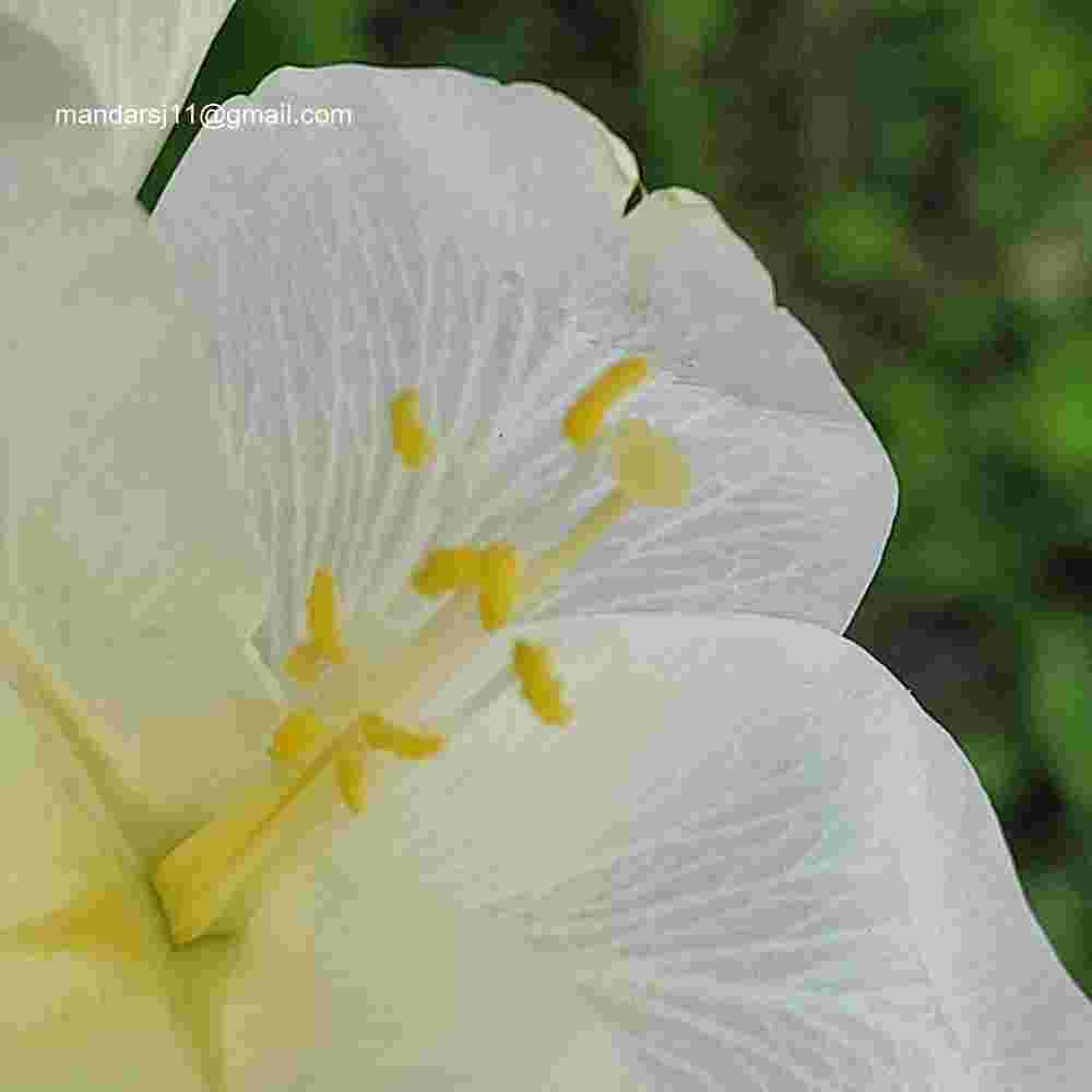 Bauhinia acuminata