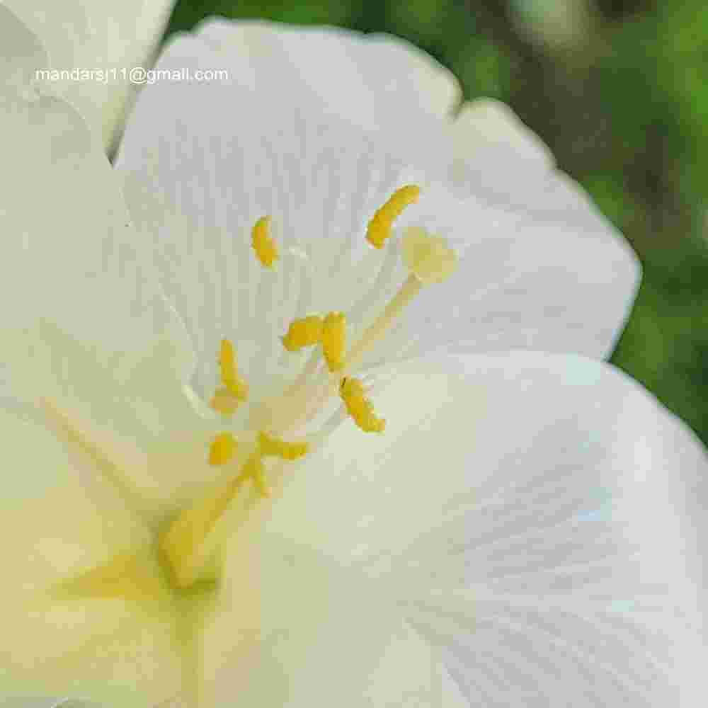 Bauhinia acuminata