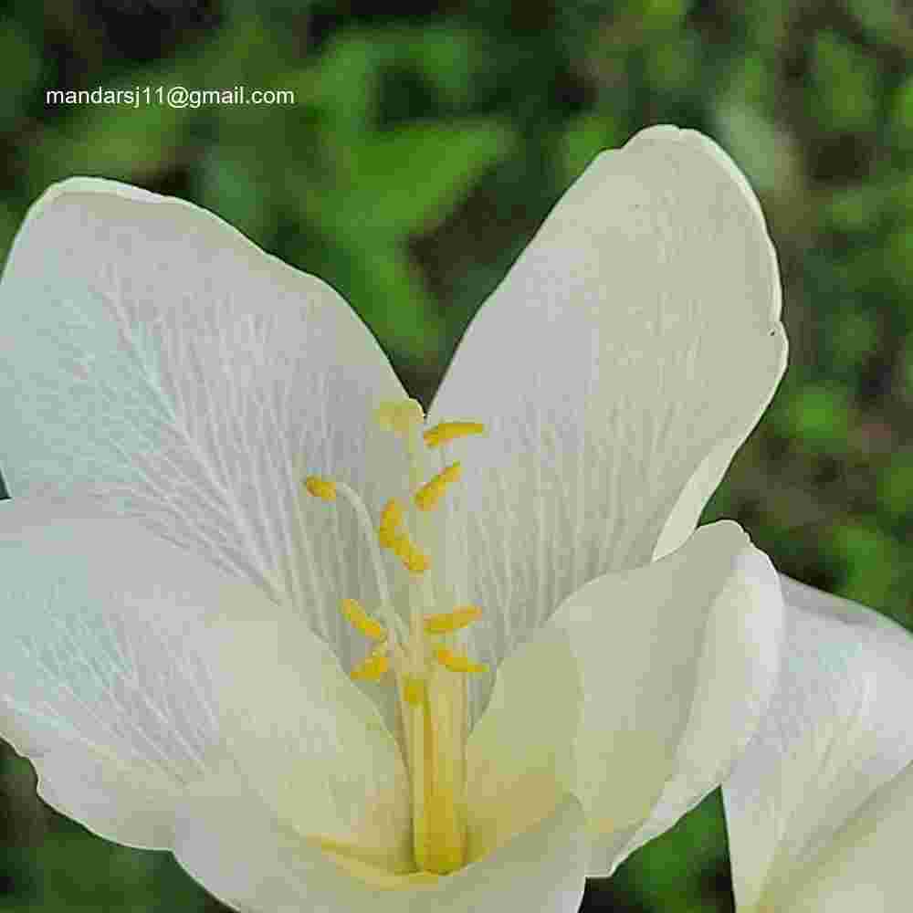 Bauhinia acuminata