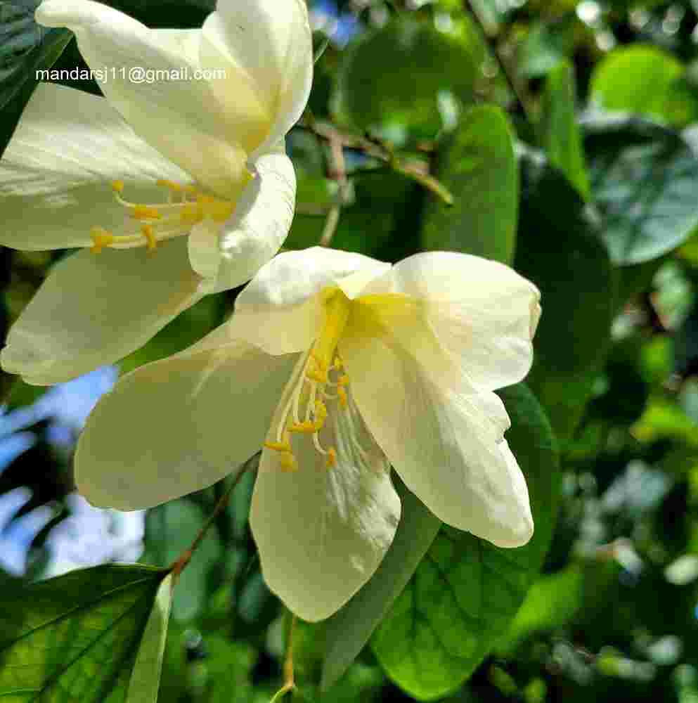 Bauhinia acuminata