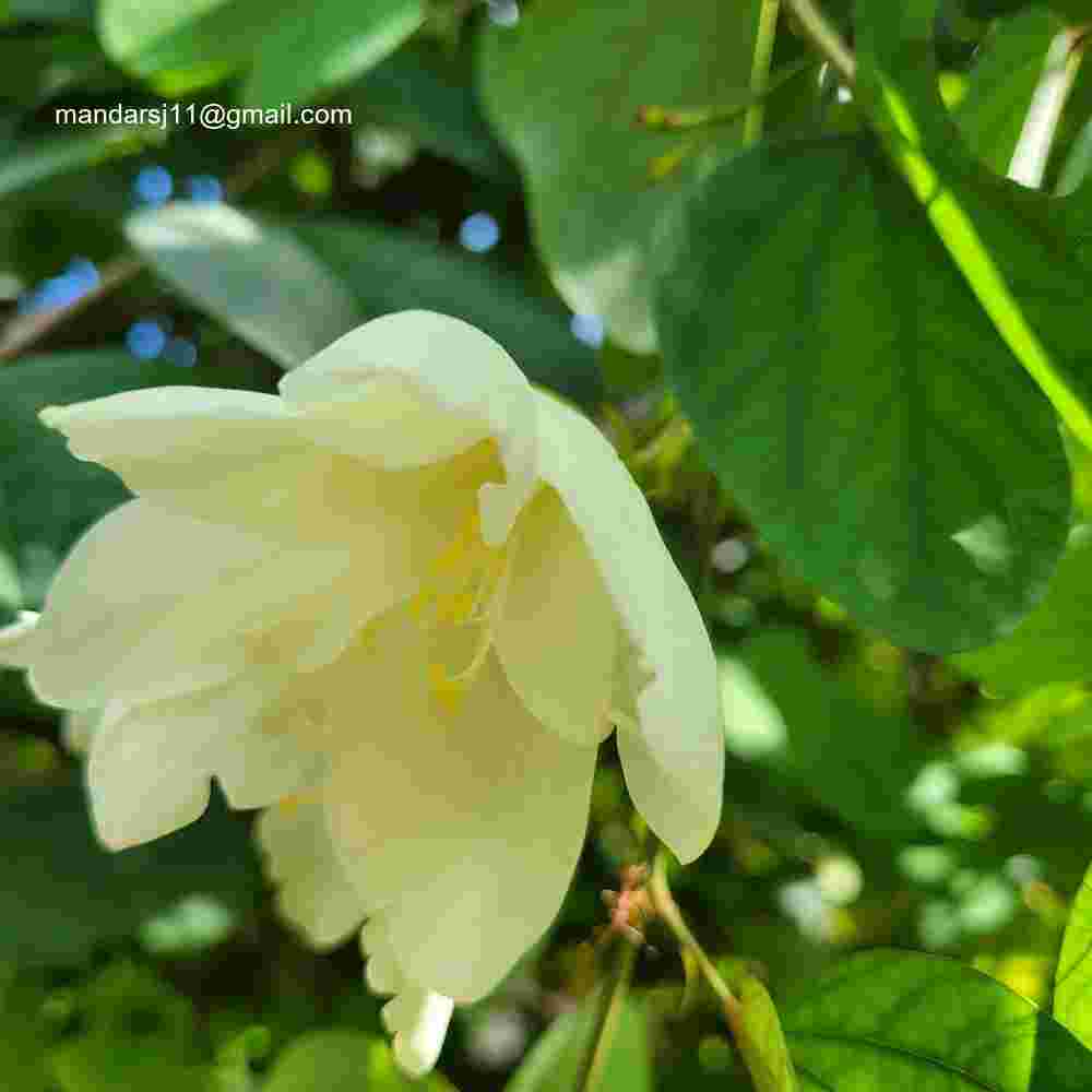 Bauhinia acuminata