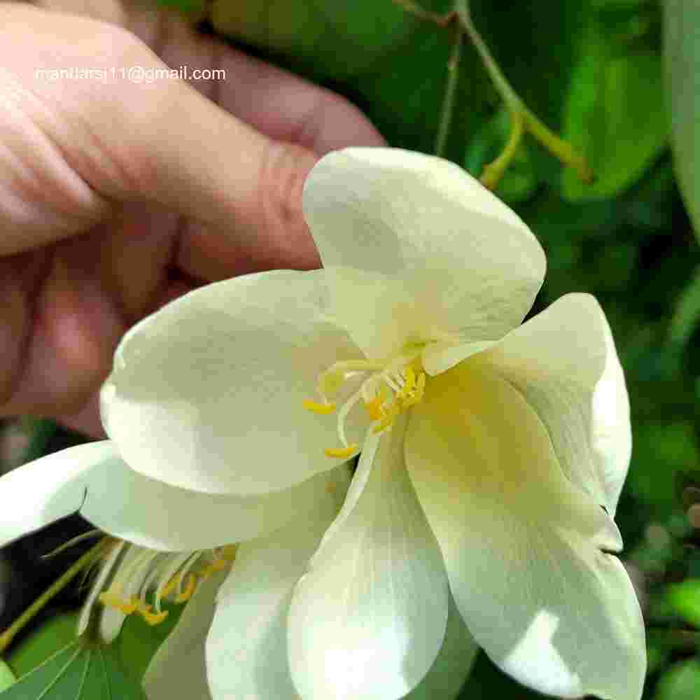 Bauhinia acuminata