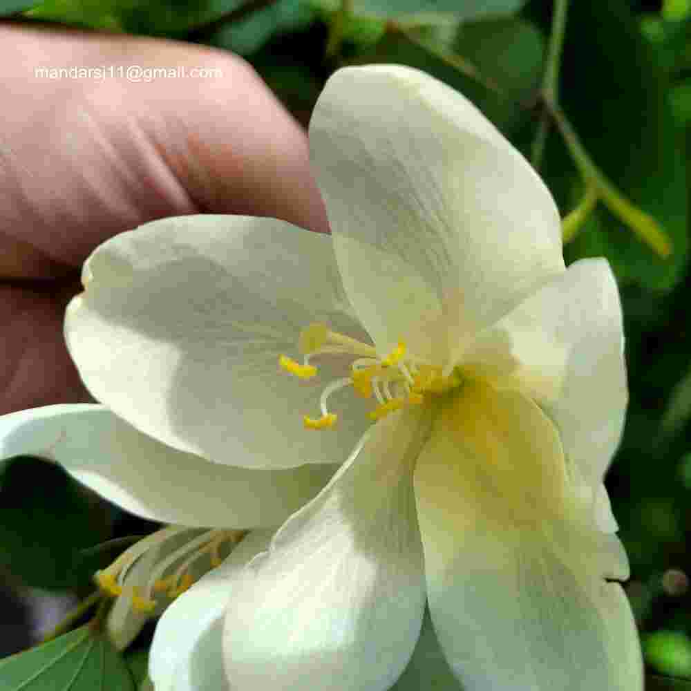 Bauhinia acuminata