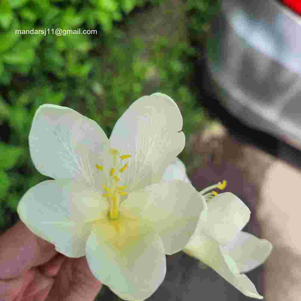 Bauhinia acuminata