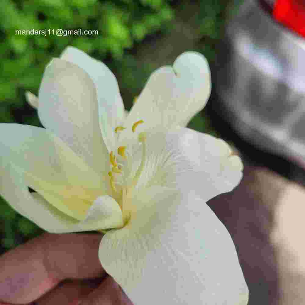 Bauhinia acuminata