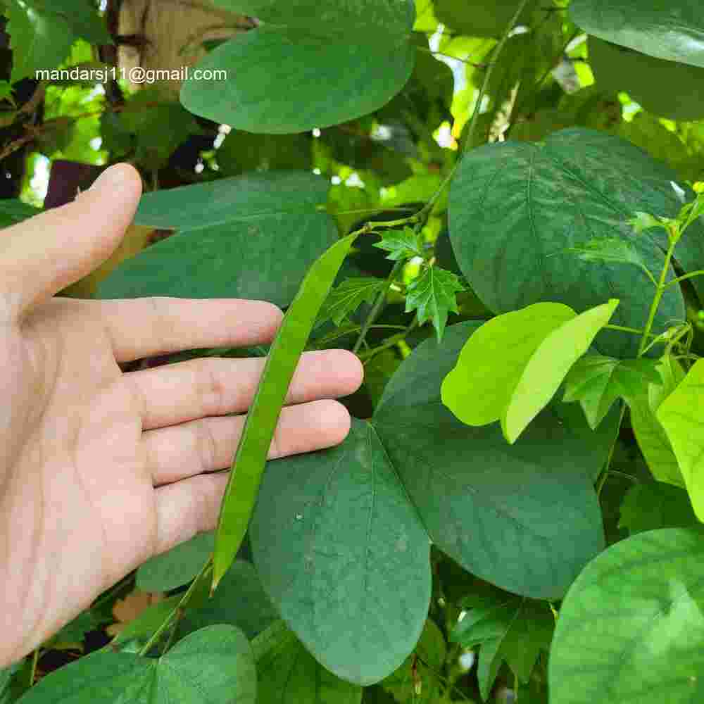 Bauhinia acuminata