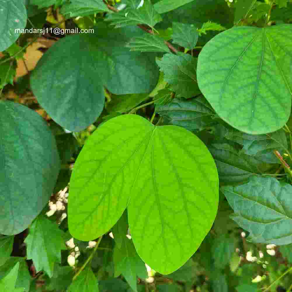 Bauhinia acuminata