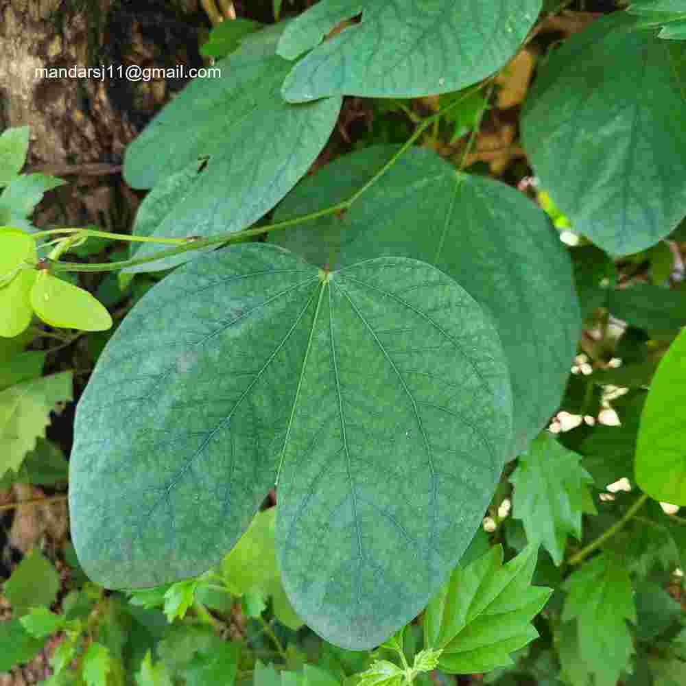 Bauhinia acuminata