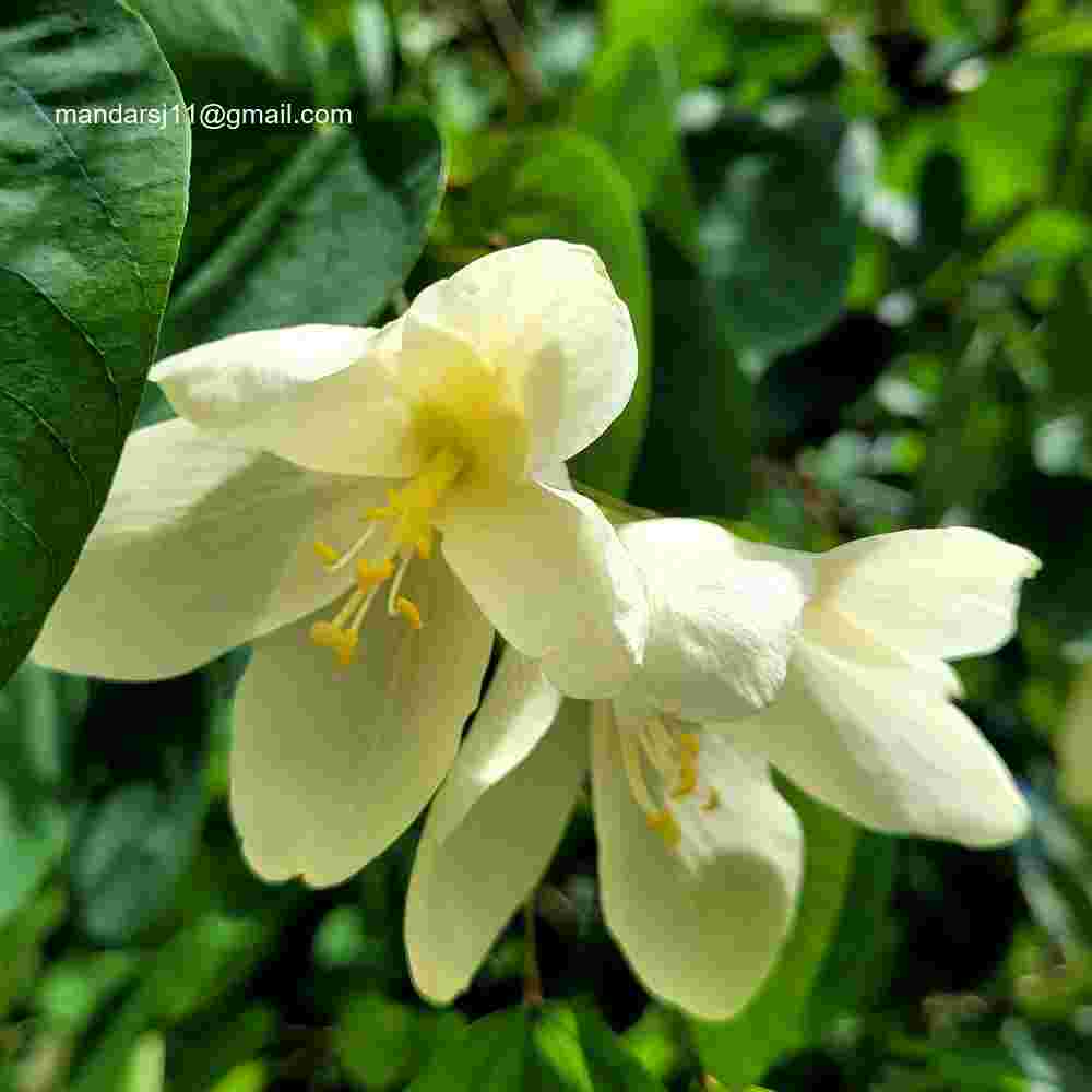 Bauhinia acuminata