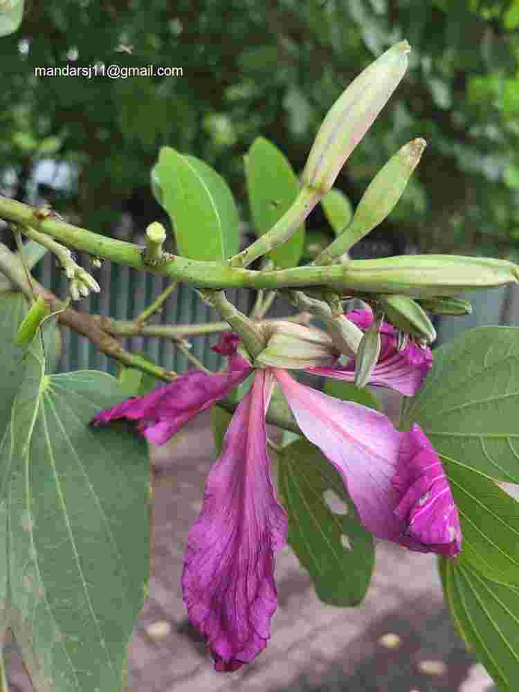 Bauhinia blakeana