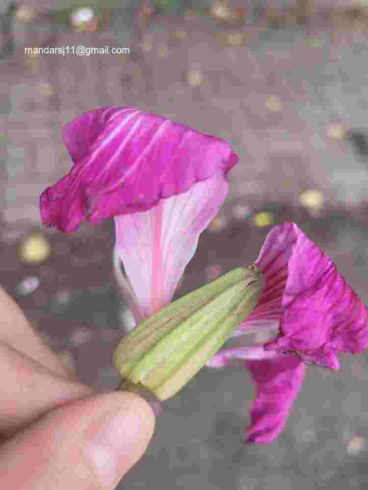 Bauhinia blakeana