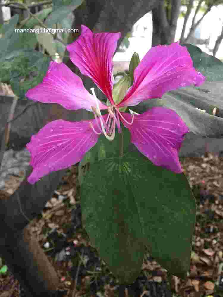 Bauhinia blakeana