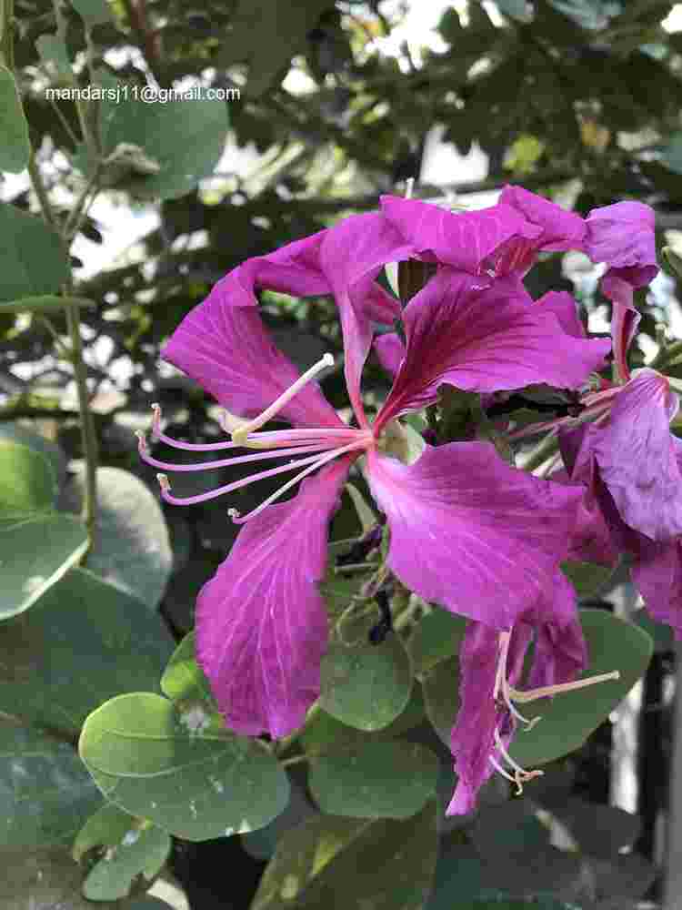 Bauhinia blakeana