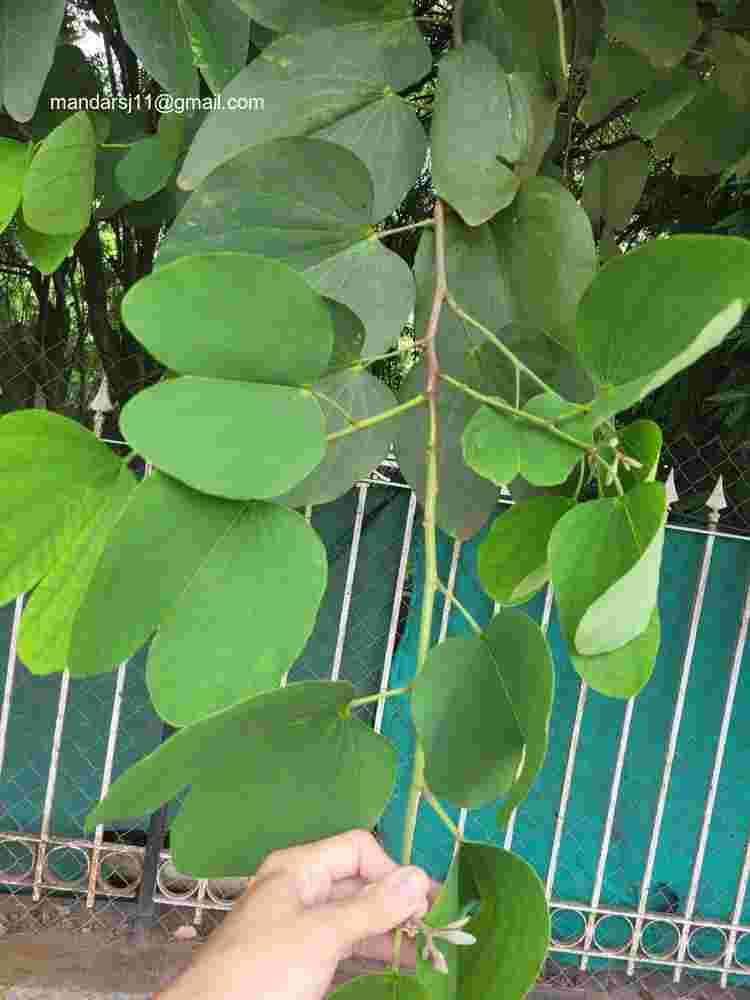 Bauhinia blakeana