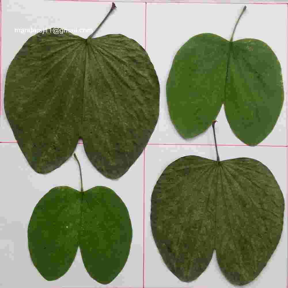 Bauhinia blakeana