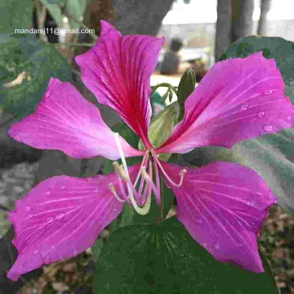 Bauhinia blakeana