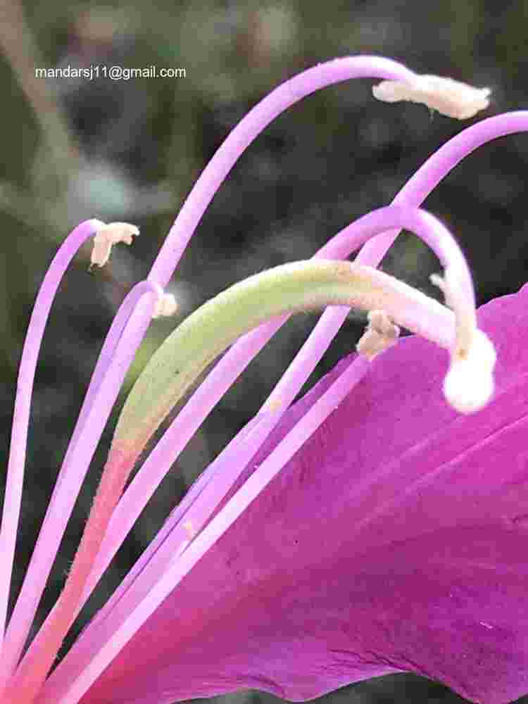 Bauhinia blakeana