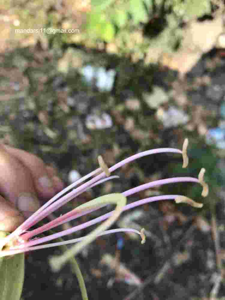 Bauhinia blakeana