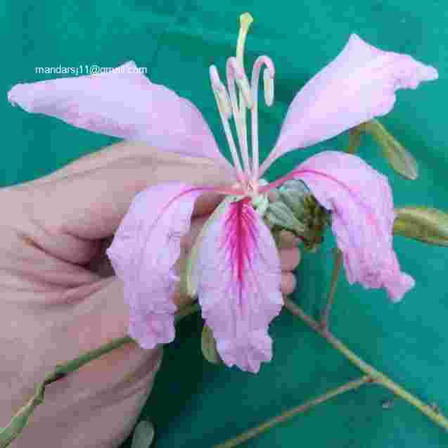 Bauhinia purpurea