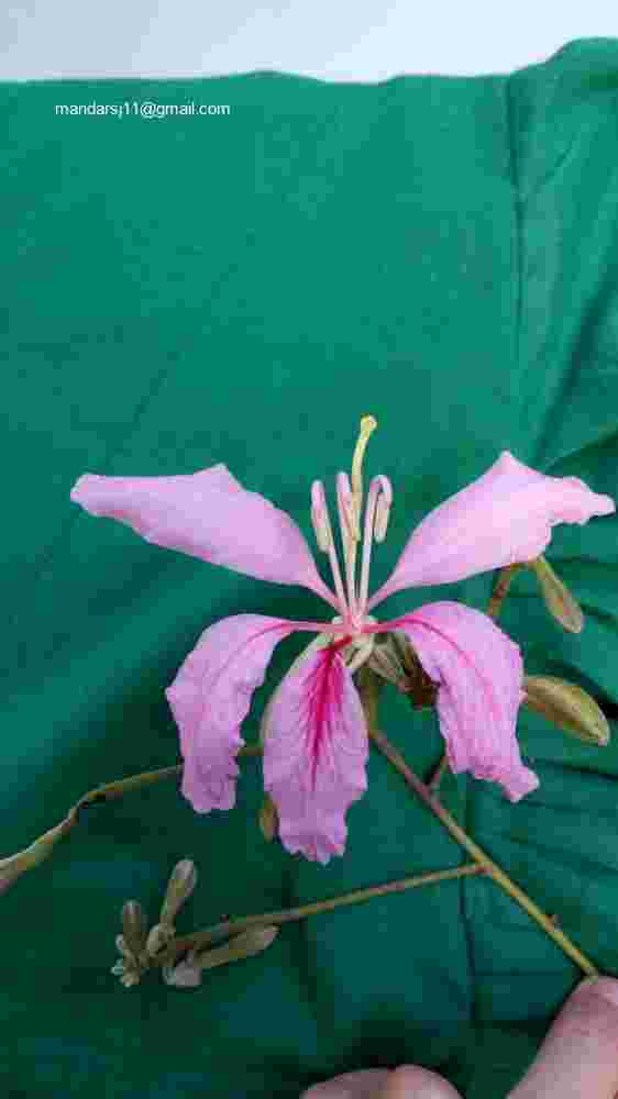 Bauhinia purpurea