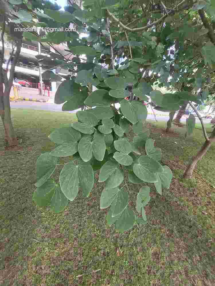 Bauhinia purpurea