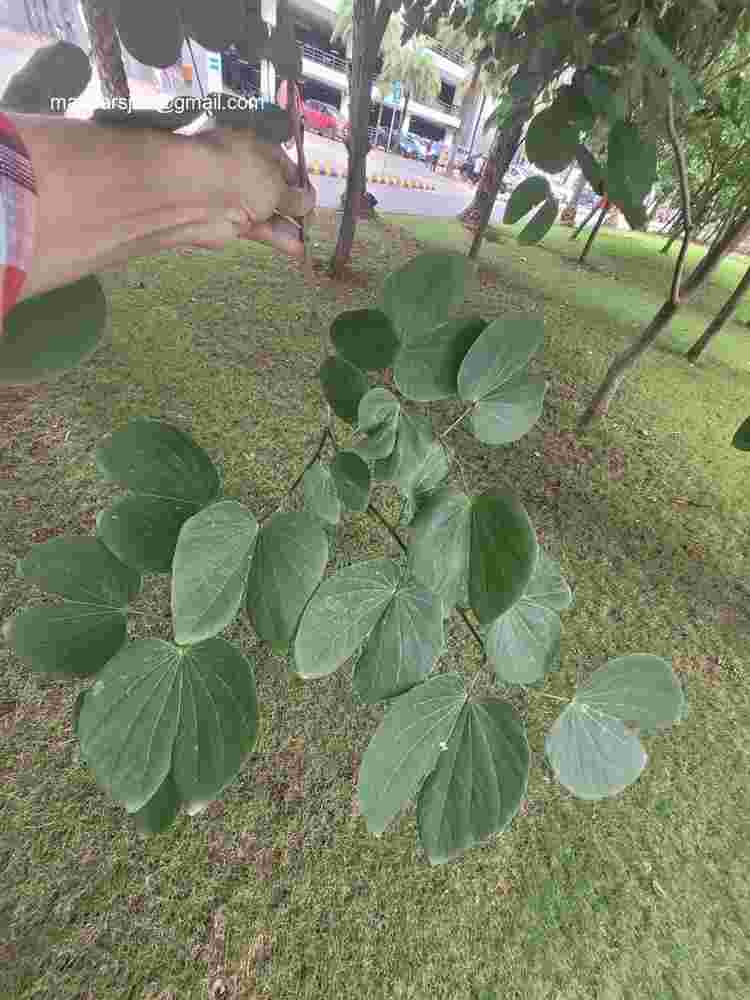 Bauhinia purpurea