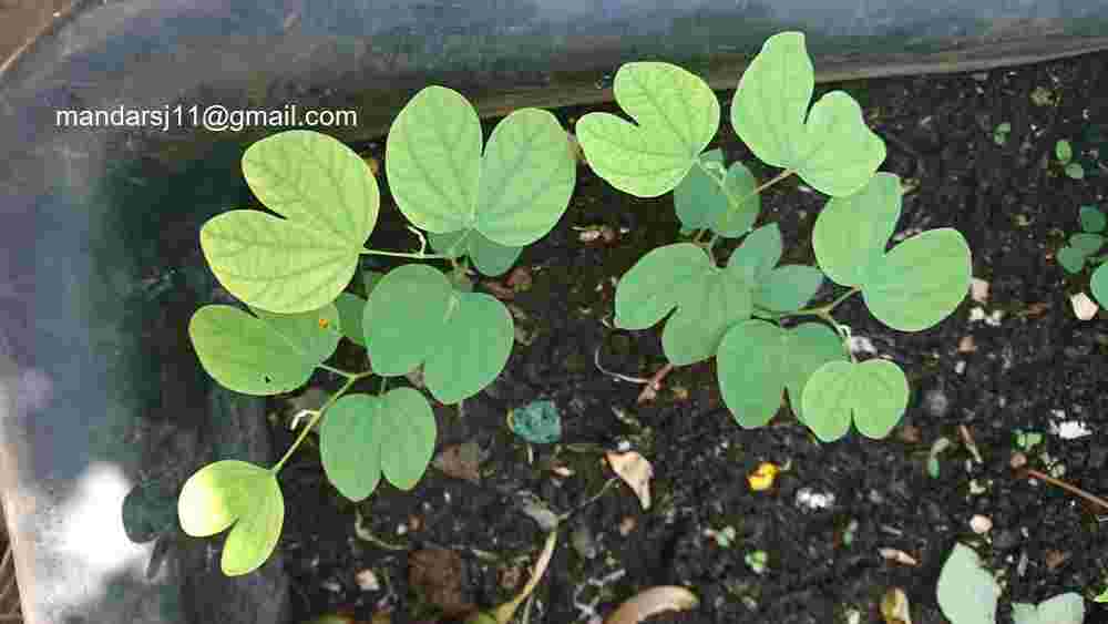 Bauhinia purpurea