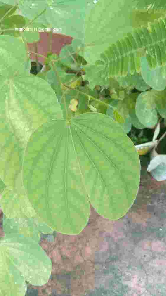 Bauhinia purpurea