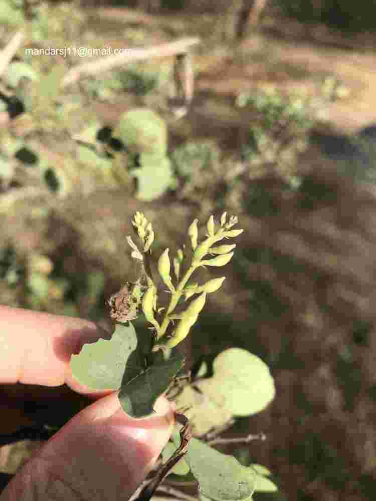 Bauhinia racemosa