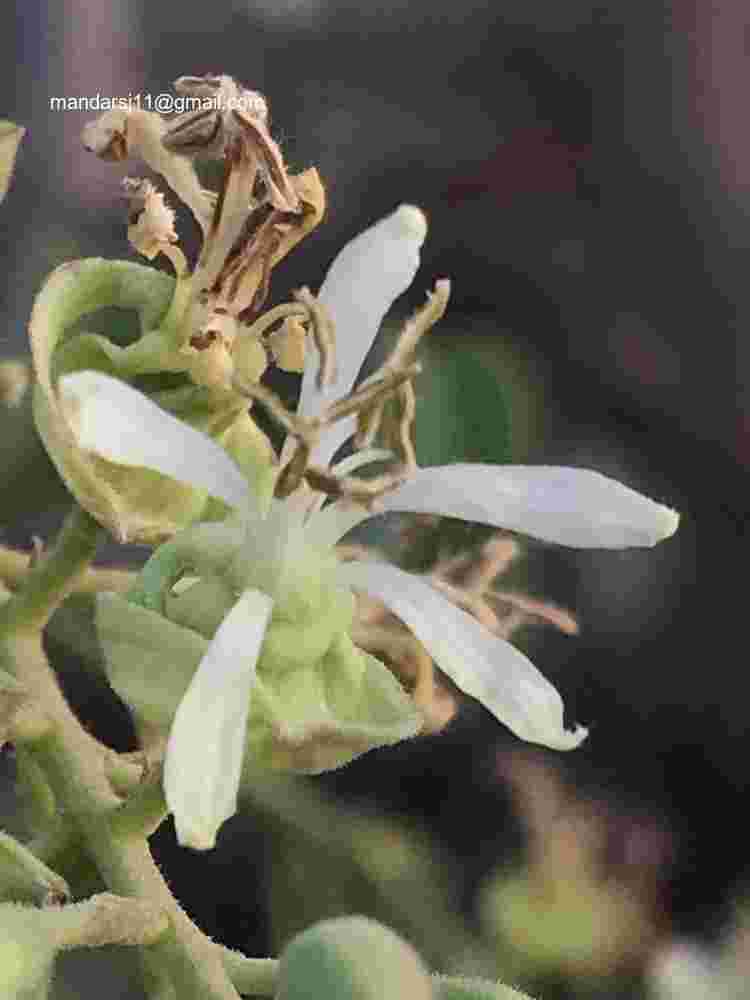 Bauhinia racemosa