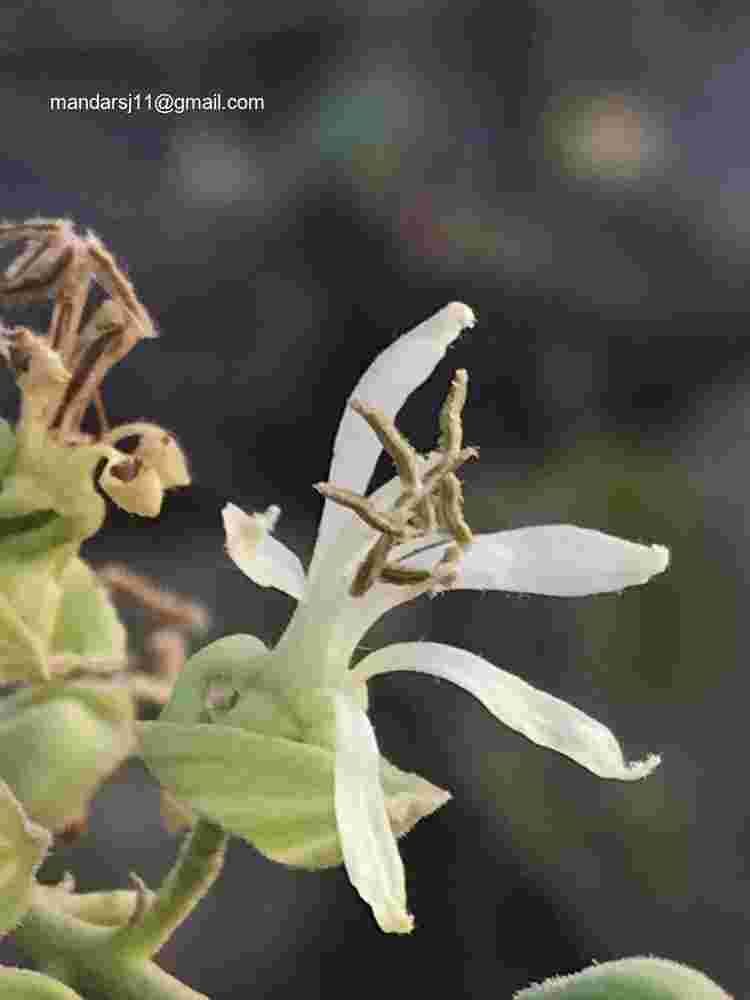 Bauhinia racemosa