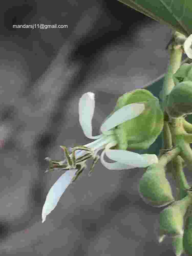 Bauhinia racemosa