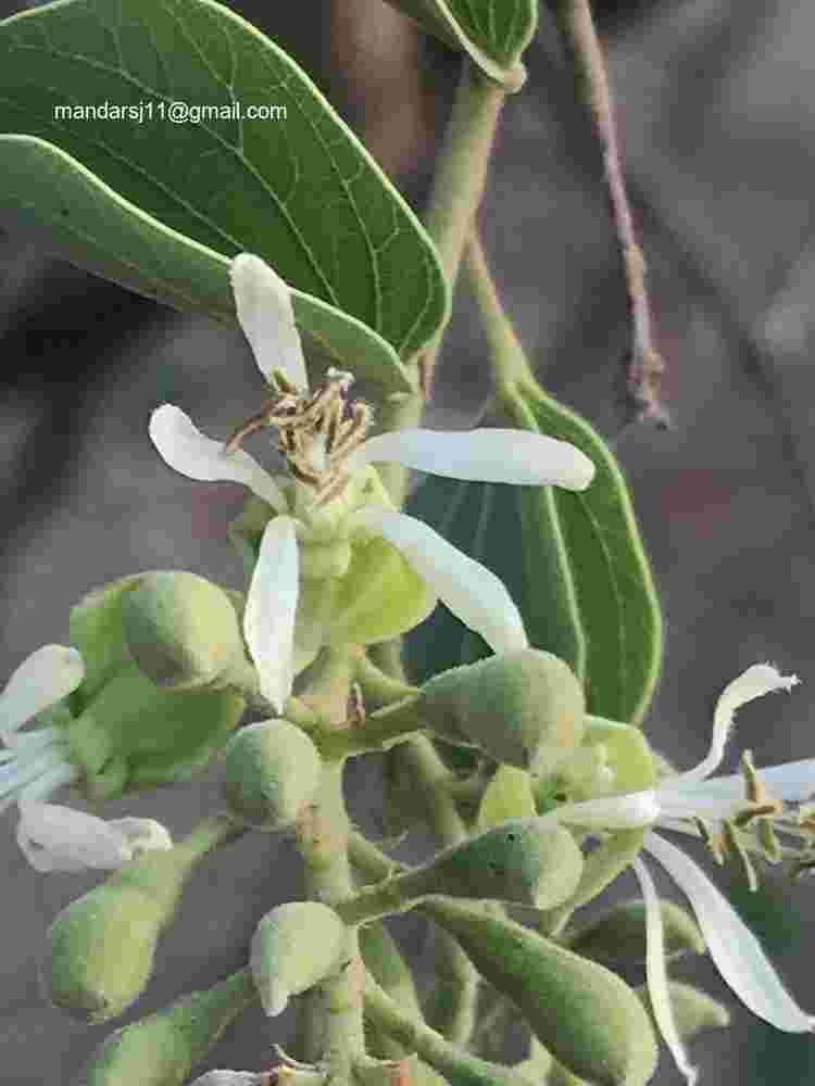 Bauhinia racemosa