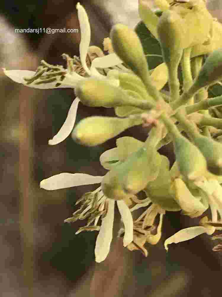 Bauhinia racemosa